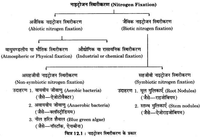 RBSE Solutions for Class 12 Biology Chapter 10 Q.1