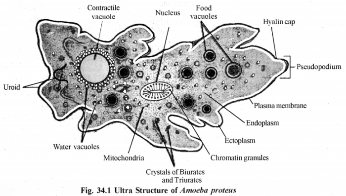 RBSE Solutions for Class 11 Biology Chapter 34 Amoeba