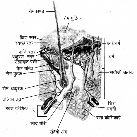 RBSE Solutions for Class 12 Biology Chapter 21 मानव का अध्यावरणी तंत्र