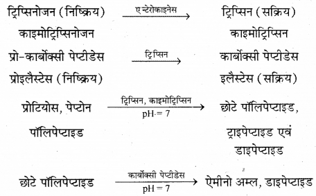 RBSE Solutions for Class 12 Biology Chapter 22 मानव का पाचन तंत्र 14