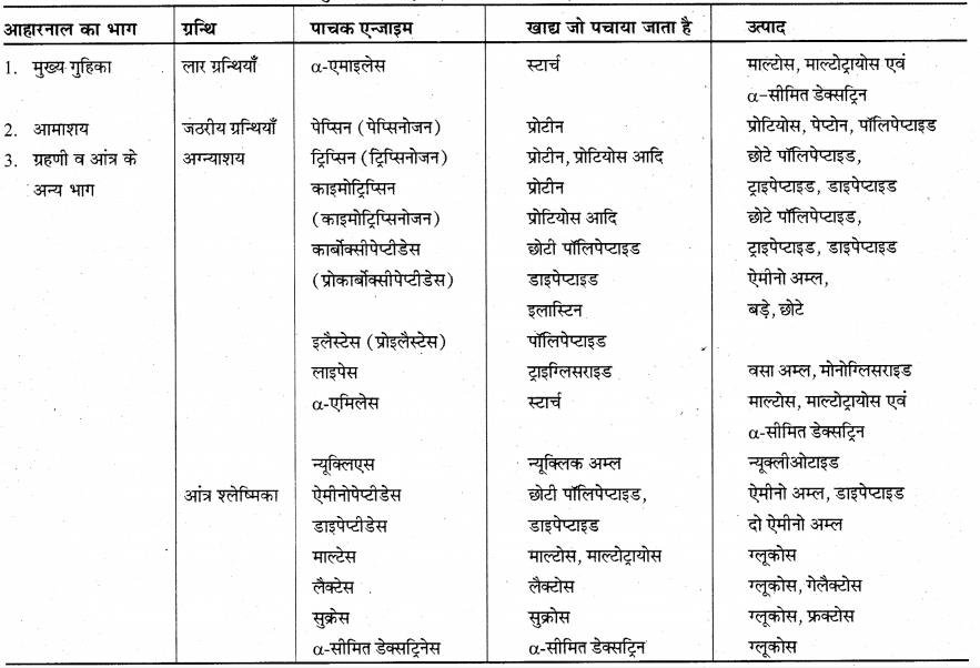 RBSE Solutions for Class 12 Biology Chapter 22 मानव का पाचन तंत्र 17