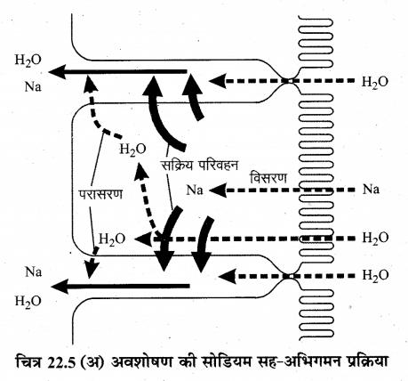 RBSE Solutions for Class 12 Biology Chapter 22 मानव का पाचन तंत्र 18