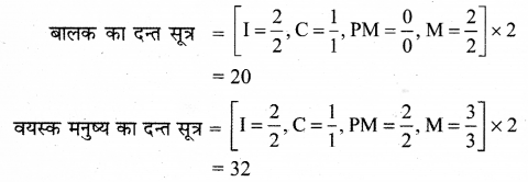 RBSE Solutions for Class 12 Biology Chapter 22 मानव का पाचन तंत्र 5
