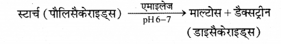 RBSE Solutions for Class 12 Biology Chapter 22 मानव का पाचन तंत्र 9