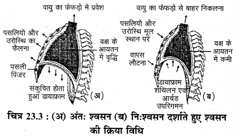 RBSE Solutions for Class 12 Biology Chapter 23 मानव का श्वसन-तंत्र 1