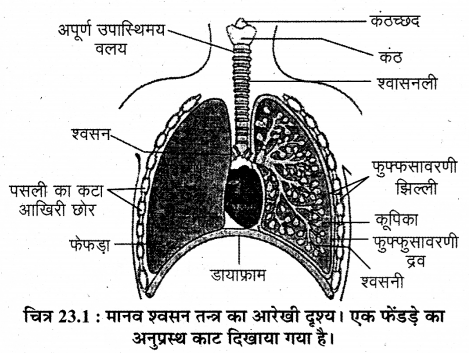 RBSE Solutions for Class 12 Biology Chapter 23 मानव का श्वसन-तंत्र 2