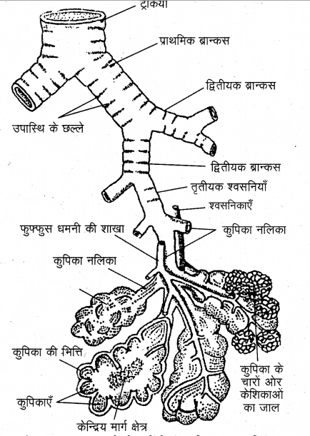 RBSE Solutions for Class 12 Biology Chapter 23 मानव का श्वसन-तंत्र 3