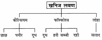 RBSE Solutions for Class 12 Home Science Chapter 16 विशिष्ट अवस्था में पोषण- गर्भावस्था - 4