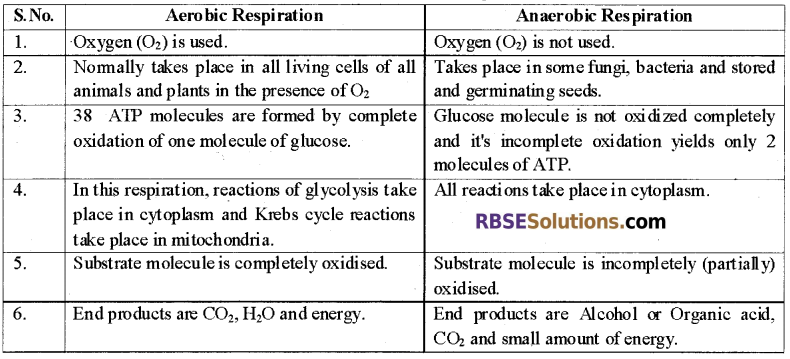 RBSE Solutions for Class 12 Biology Chapter 11 Respiration