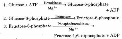 RBSE Solutions for Class 12 Biology Chapter 11 श्वसन 15