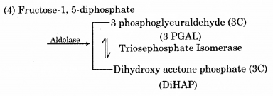 RBSE Solutions for Class 12 Biology Chapter 11 श्वसन 16