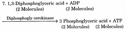 RBSE Solutions for Class 12 Biology Chapter 11 श्वसन 18