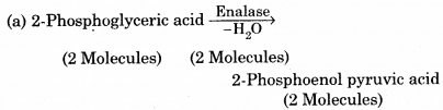 RBSE Solutions for Class 12 Biology Chapter 11 श्वसन 20