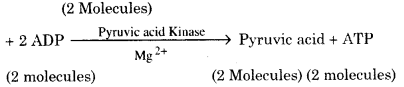 RBSE Solutions for Class 12 Biology Chapter 11 श्वसन 21
