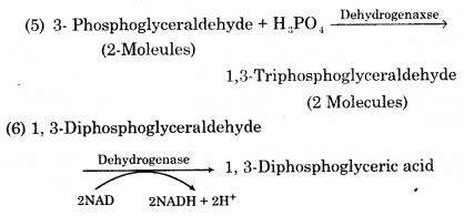 RBSE Solutions for Class 12 Biology Chapter 11 श्वसन 39