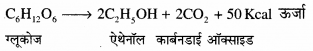 RBSE Solutions for Class 12 Biology Chapter 11 श्वसन 6