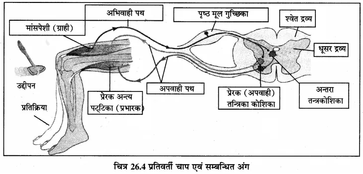 RBSE Solutions for Class 12 Biology Chapter 26 मानव का तंत्रिका तंत्र 1