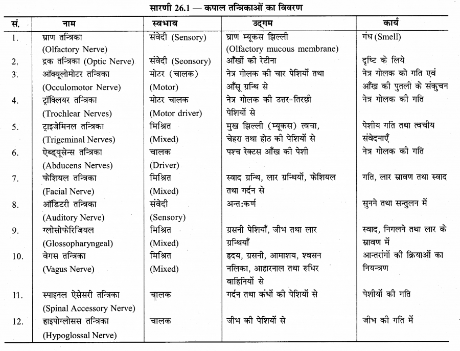 RBSE Solutions for Class 12 Biology Chapter 26 मानव का तंत्रिका तंत्र 3