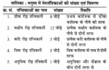RBSE Solutions for Class 12 Biology Chapter 26 मानव का तंत्रिका तंत्र 4