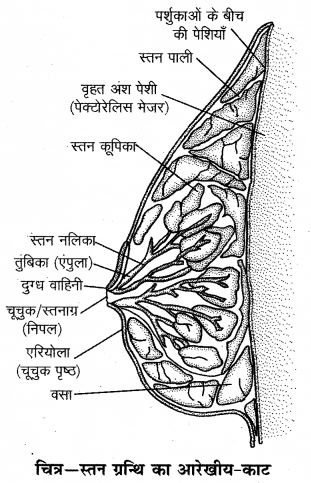 RBSE Solutions for Class 12 Biology Chapter 28 मानव का जनन तंत्र 1