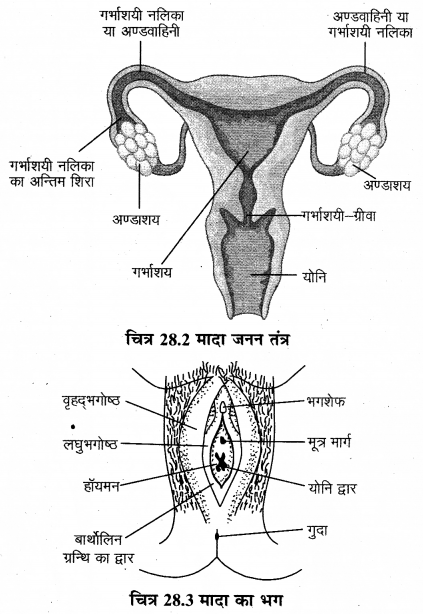 RBSE Solutions for Class 12 Biology Chapter 28 मानव का जनन तंत्र 4