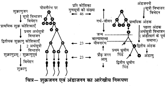 RBSE Solutions for Class 12 Biology Chapter 31 मानव में युग्मकजनन 2