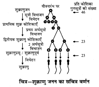 RBSE Solutions for Class 12 Biology Chapter 31 मानव में युग्मकजनन 3
