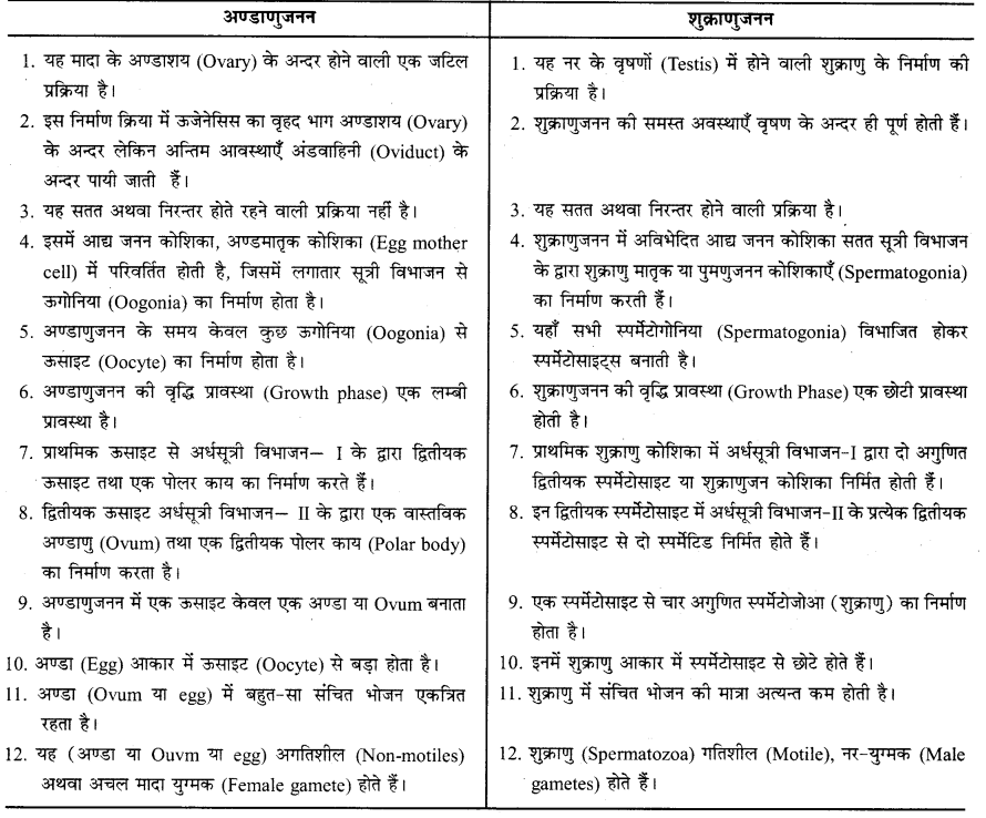 RBSE Solutions for Class 12 Biology Chapter 31 मानव में युग्मकजनन 4