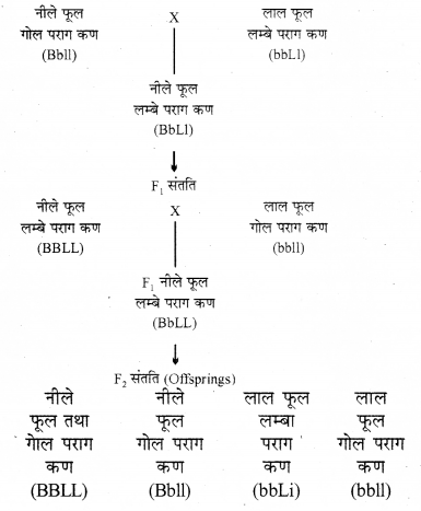 RBSE Solutions for Class 12 Biology Chapter 36 मानव में गुणसूत्रीय विकृतियाँ 2