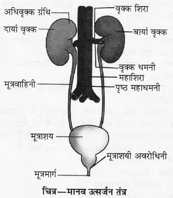 RBSE Solutions for Class 10 Science Chapter 2 मानव तंत्र image - 15