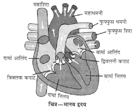 RBSE Solutions for Class 10 Science Chapter 2 मानव तंत्र image - 9